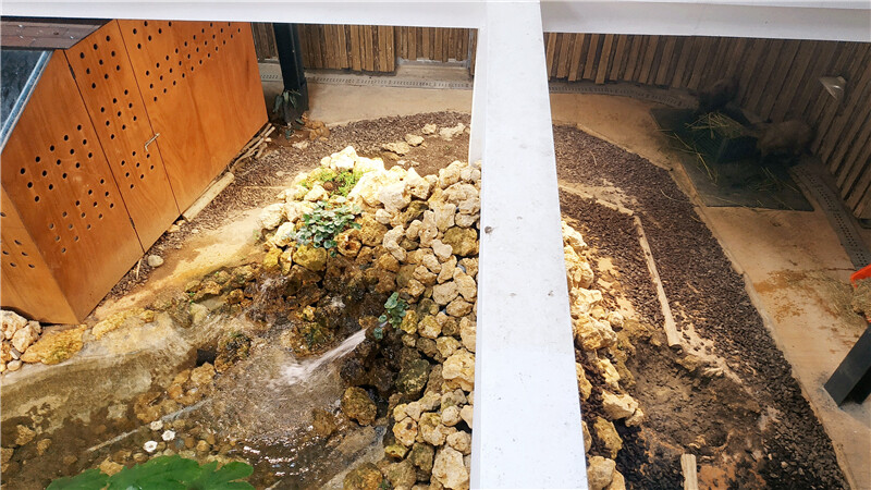 旅遊｜重新開張高雄壽山動物園一日遊  ，新建天空橋看水豚