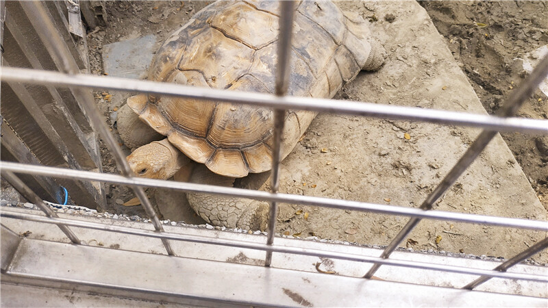 旅遊｜重新開張高雄壽山動物園一日遊  ，新建天空橋看水豚