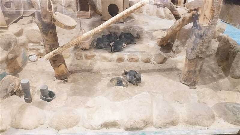 旅遊｜重新開張高雄壽山動物園一日遊  ，新建天空橋看水豚