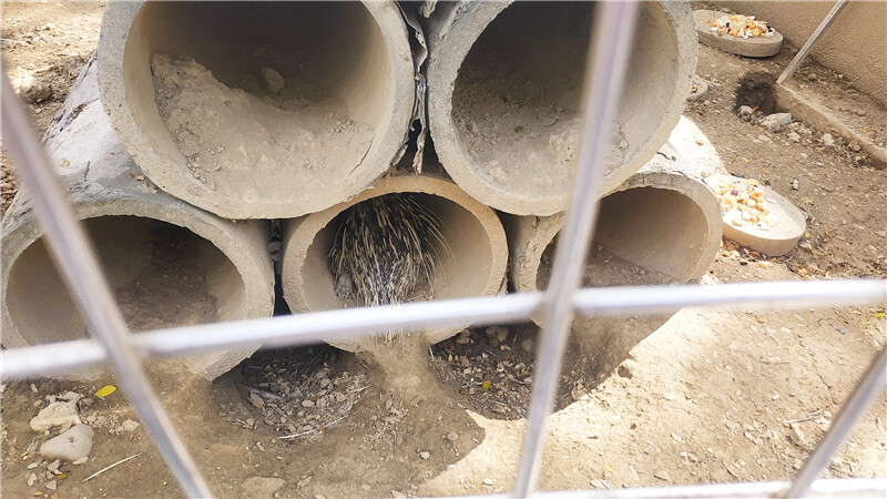 旅遊｜重新開張高雄壽山動物園一日遊  ，新建天空橋看水豚