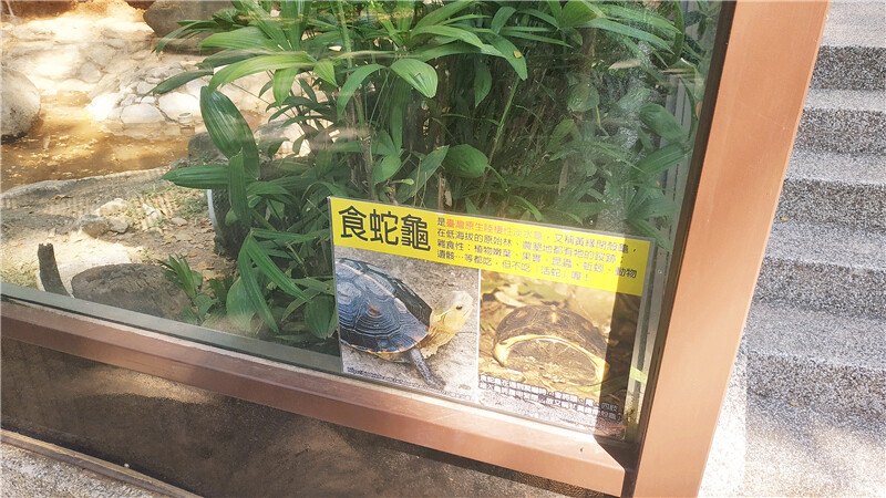 旅遊｜重新開張高雄壽山動物園一日遊  ，新建天空橋看水豚