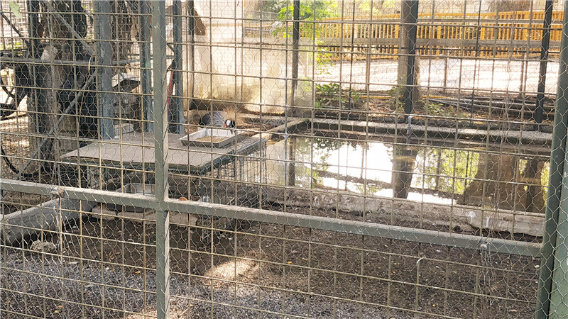 旅遊｜重新開張高雄壽山動物園一日遊  ，新建天空橋看水豚