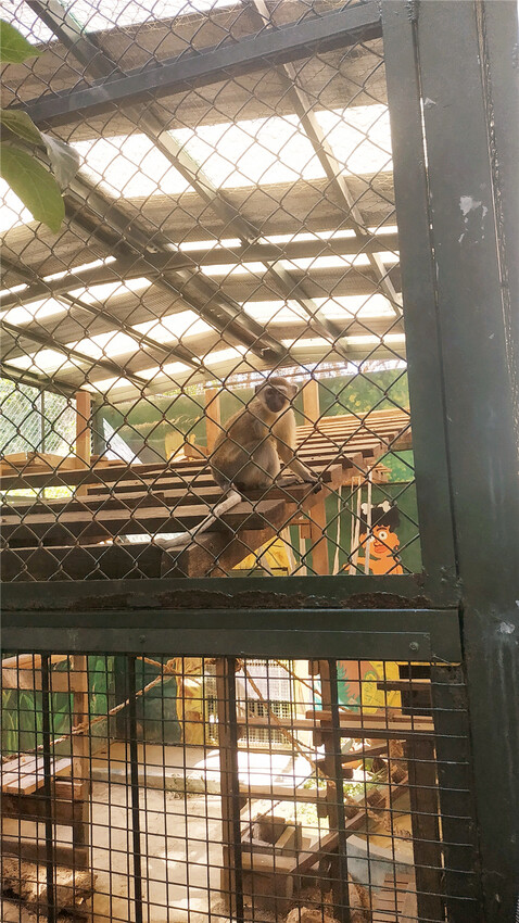 旅遊｜重新開張高雄壽山動物園一日遊  ，新建天空橋看水豚