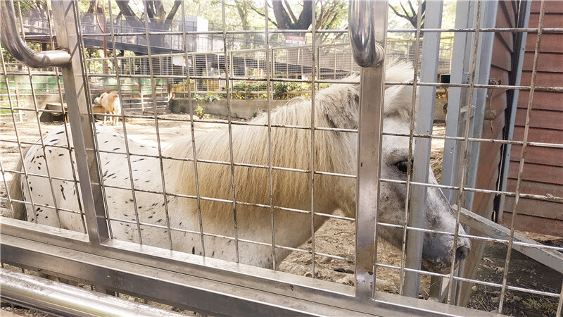 旅遊｜重新開張高雄壽山動物園一日遊  ，新建天空橋看水豚