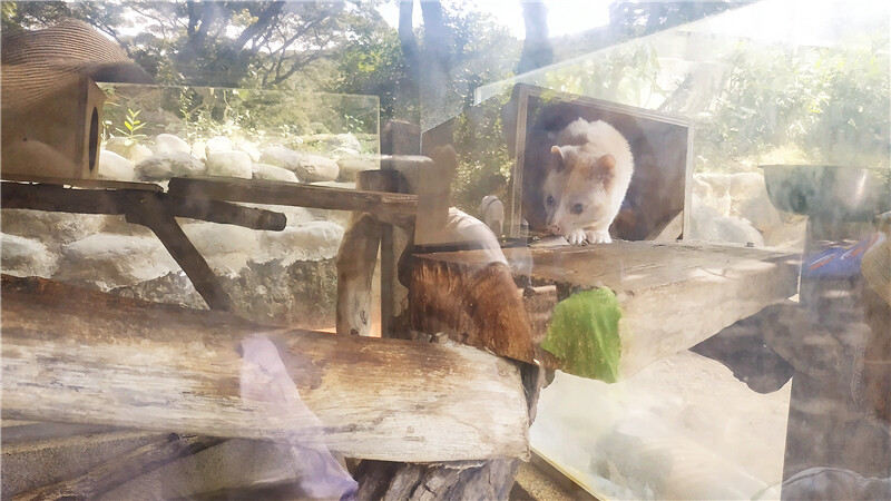旅遊｜重新開張高雄壽山動物園一日遊  ，新建天空橋看水豚