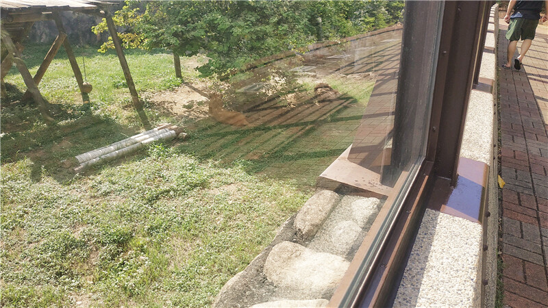 旅遊｜重新開張高雄壽山動物園一日遊  ，新建天空橋看水豚