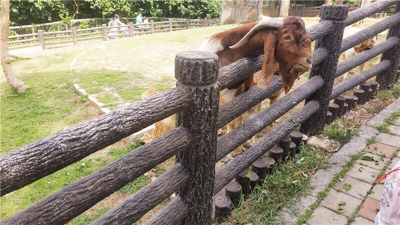 旅遊｜重新開張高雄壽山動物園一日遊  ，新建天空橋看水豚