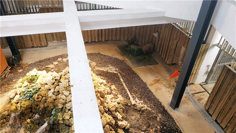 旅遊｜重新開張高雄壽山動物園一日遊  ，新建天空橋看水豚