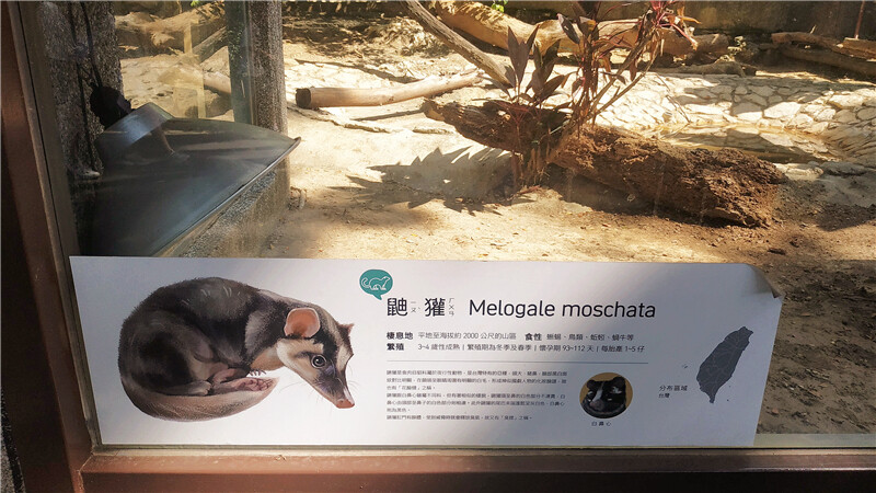 旅遊｜重新開張高雄壽山動物園一日遊  ，新建天空橋看水豚