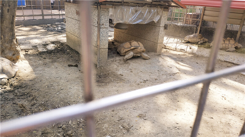 旅遊｜重新開張高雄壽山動物園一日遊  ，新建天空橋看水豚