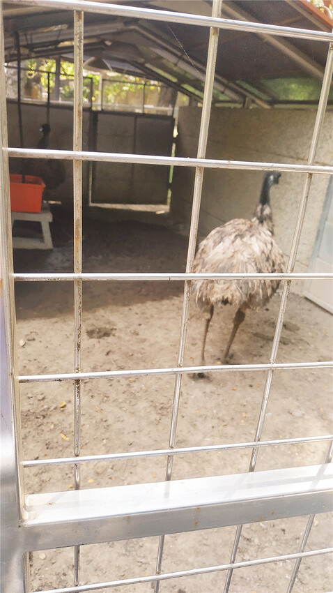 旅遊｜重新開張高雄壽山動物園一日遊  ，新建天空橋看水豚