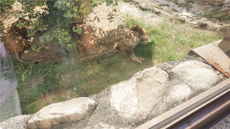 旅遊｜重新開張高雄壽山動物園一日遊  ，新建天空橋看水豚