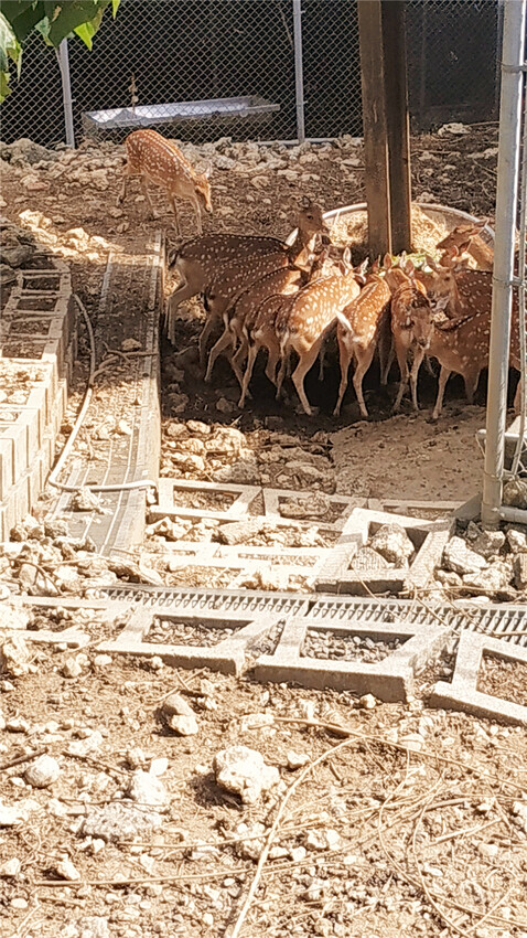 旅遊｜重新開張高雄壽山動物園一日遊  ，新建天空橋看水豚