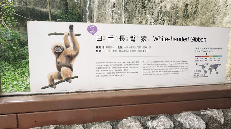 旅遊｜重新開張高雄壽山動物園一日遊  ，新建天空橋看水豚