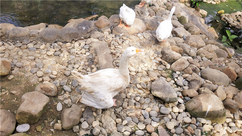 旅遊｜重新開張高雄壽山動物園一日遊  ，新建天空橋看水豚