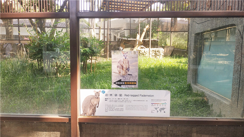 旅遊｜重新開張高雄壽山動物園一日遊  ，新建天空橋看水豚