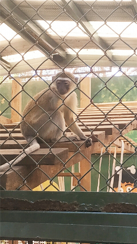 旅遊｜重新開張高雄壽山動物園一日遊  ，新建天空橋看水豚