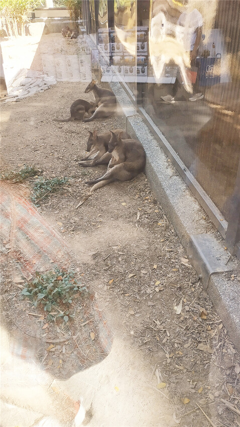 旅遊｜重新開張高雄壽山動物園一日遊  ，新建天空橋看水豚