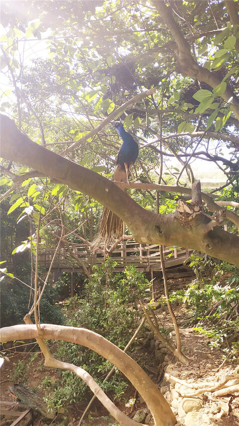 旅遊｜重新開張高雄壽山動物園一日遊  ，新建天空橋看水豚