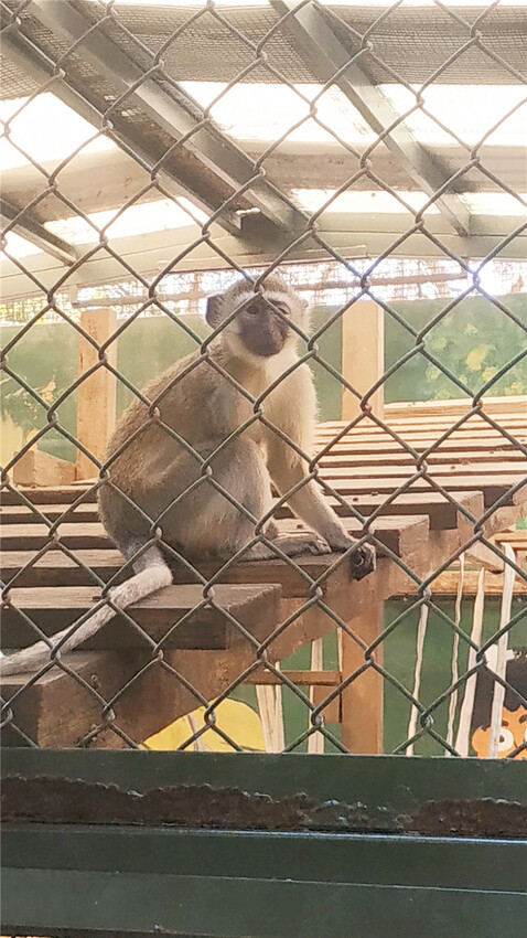 旅遊｜重新開張高雄壽山動物園一日遊  ，新建天空橋看水豚