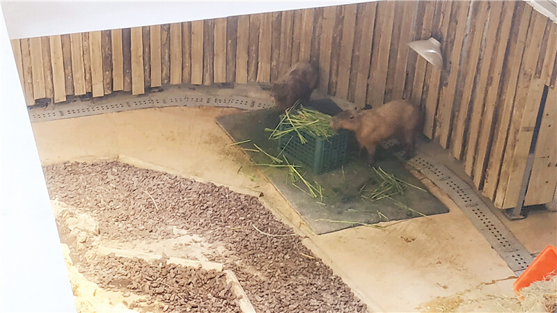 旅遊｜重新開張高雄壽山動物園一日遊  ，新建天空橋看水豚