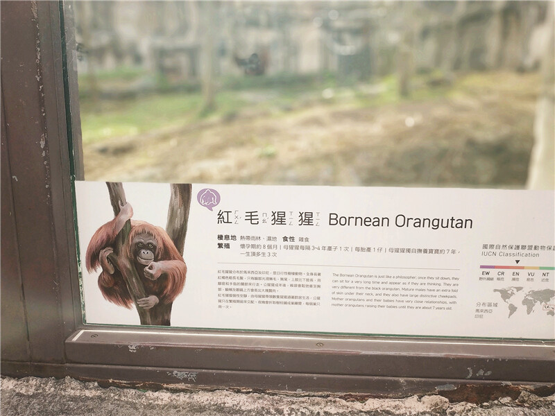 旅遊｜重新開張高雄壽山動物園一日遊  ，新建天空橋看水豚