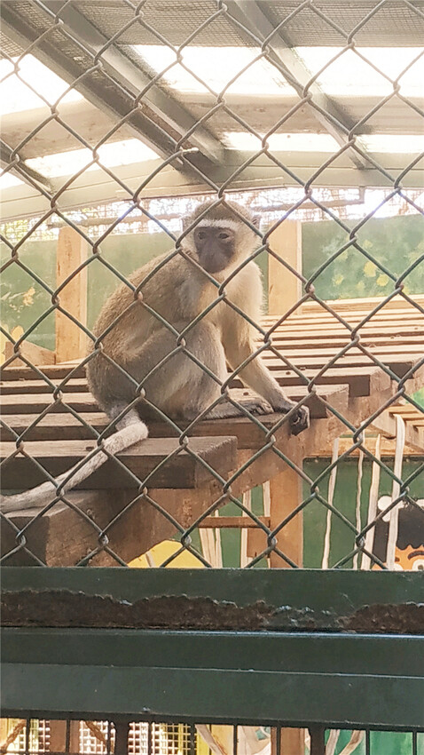旅遊｜重新開張高雄壽山動物園一日遊  ，新建天空橋看水豚