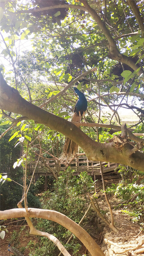 旅遊｜重新開張高雄壽山動物園一日遊  ，新建天空橋看水豚