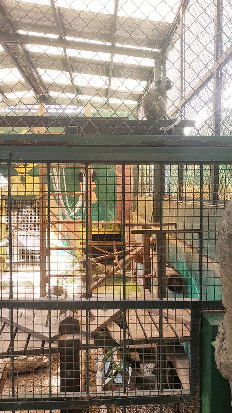 旅遊｜重新開張高雄壽山動物園一日遊  ，新建天空橋看水豚