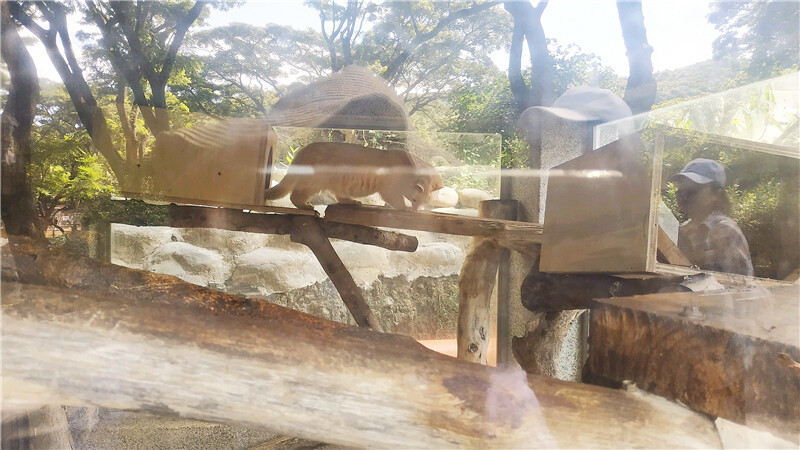 旅遊｜重新開張高雄壽山動物園一日遊  ，新建天空橋看水豚