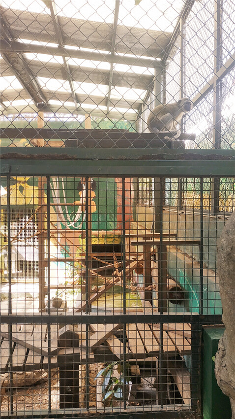 旅遊｜重新開張高雄壽山動物園一日遊  ，新建天空橋看水豚