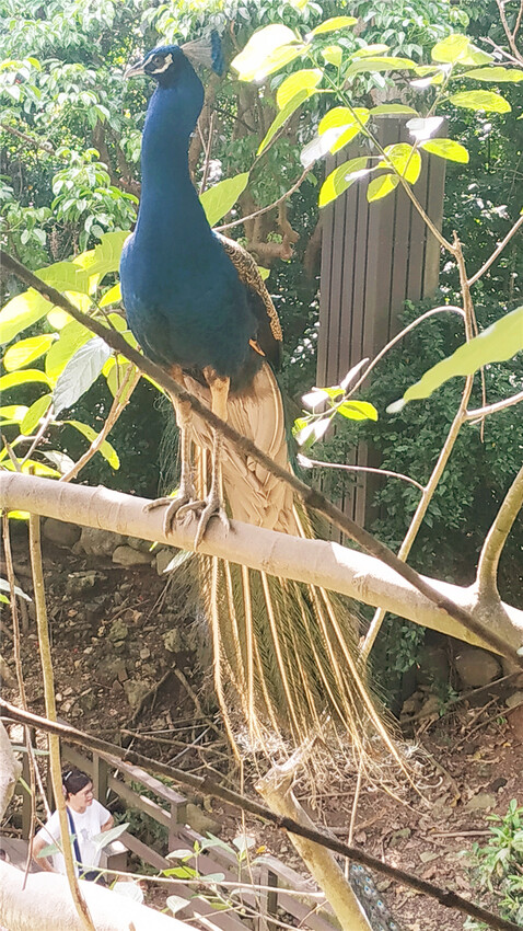 旅遊｜重新開張高雄壽山動物園一日遊  ，新建天空橋看水豚
