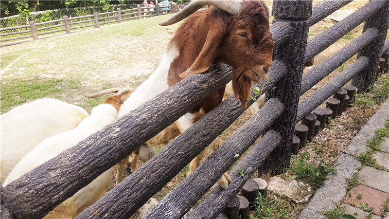 旅遊｜重新開張高雄壽山動物園一日遊  ，新建天空橋看水豚