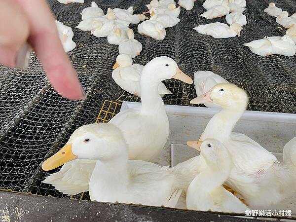 eZy Watermark_10-02-2023_06-08-13下午.JPG