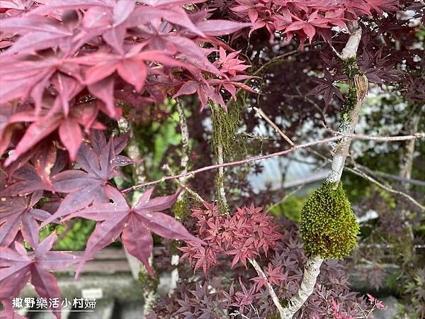 與太平山美麗的邂垢｜觀景台欣賞絕美晨曦日出，太平山莊附近景點