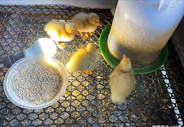 eZy Watermark_10-02-2023_06-11-14下午.JPG