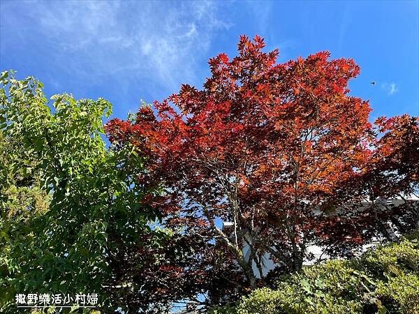 與太平山美麗的邂垢｜觀景台欣賞絕美晨曦日出，太平山莊附近景點