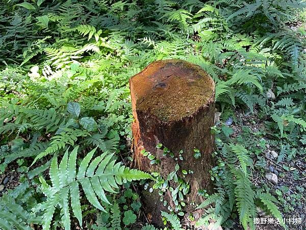 IMG_2723.JPG IMG_2723.JPG