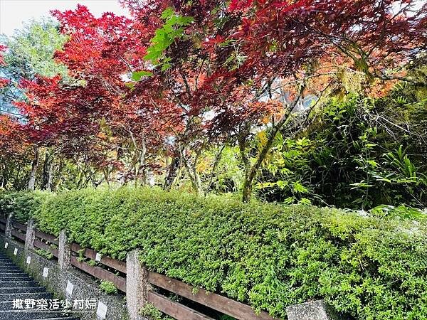 與太平山美麗的邂垢｜觀景台欣賞絕美晨曦日出，太平山莊附近景點