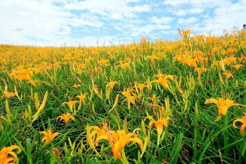 六十石山-金針花