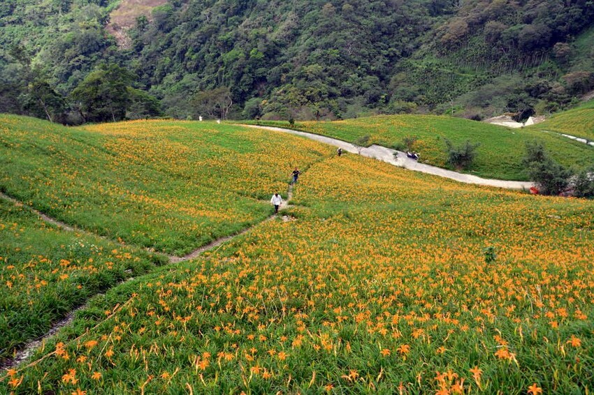 金針山休閒農業區 金針山休閒農業區