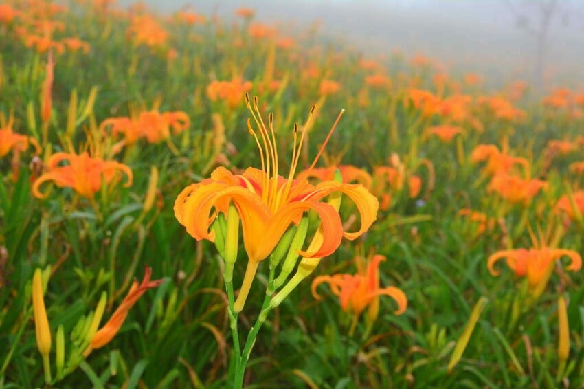 金針山休閒農業區 金針山休閒農業區