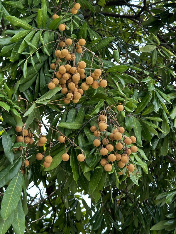 「2023浪漫台三線藝術季」跨越5個縣市、17個鄉鎮,一日小旅行,感受客家文化和藝術之美。(6月24日~8月27