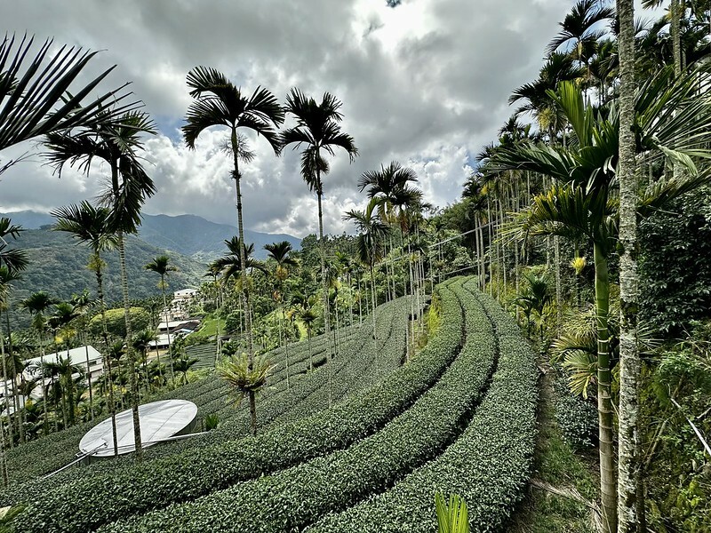【台灣,嘉義縣,梅山鄉】茗園茶葉民宿「阿里山群山躍」舌尖上的阿里山咖啡交響樂。(阿里山美食/梅山美食