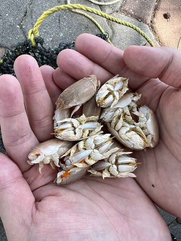 【泰國，普吉島】泰國也有「沙浴」哦！在邁考海灘（Ban Mai Khao）邊做沙浴，邊看飛機起飛，還有網美拍照區
