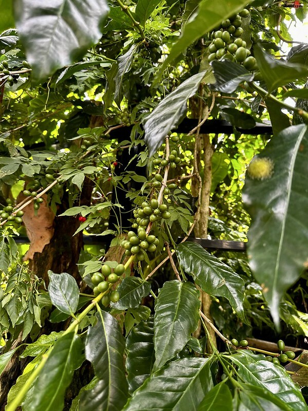 【台灣,嘉義縣,梅山鄉】茗園茶葉民宿「阿里山群山躍」舌尖上的阿里山咖啡交響樂。(阿里山美食/梅山美食
