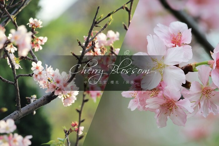 「2023桃園地景藝術節－龍潭展區」流於膚淺與讓人失望的巨大Hello Kitty展出！主辦單位真的有思考客家精神