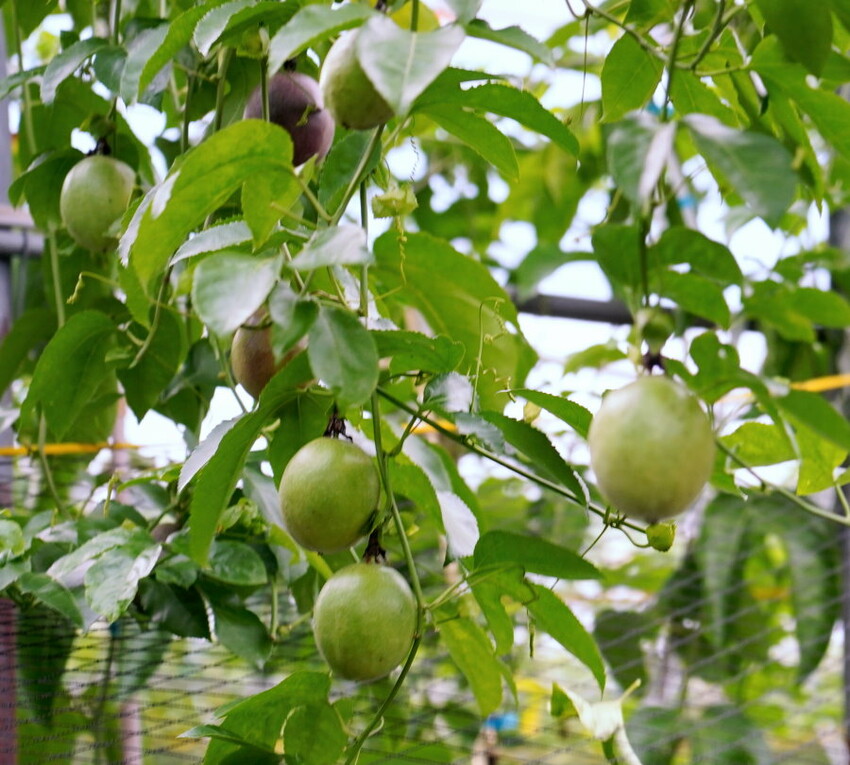 【埔里】台一生態休閒農場．愛上百香藤蔓宴! 療癒的下午茶時光~