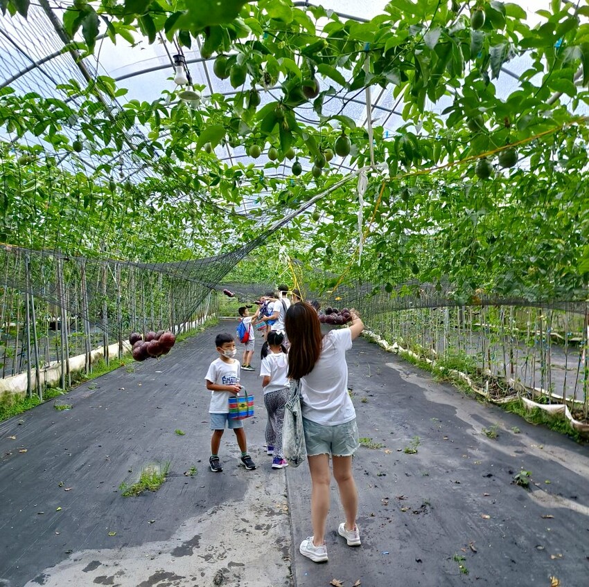 【埔里】台一生態休閒農場．愛上百香藤蔓宴! 療癒的下午茶時光~