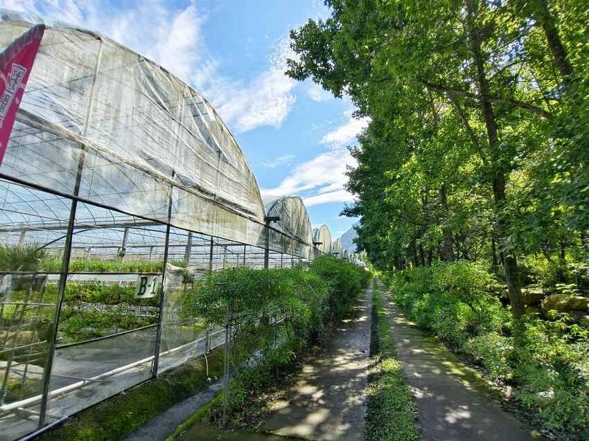【埔里】台一生態休閒農場．愛上百香藤蔓宴! 療癒的下午茶時光~